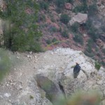Kondor na skale